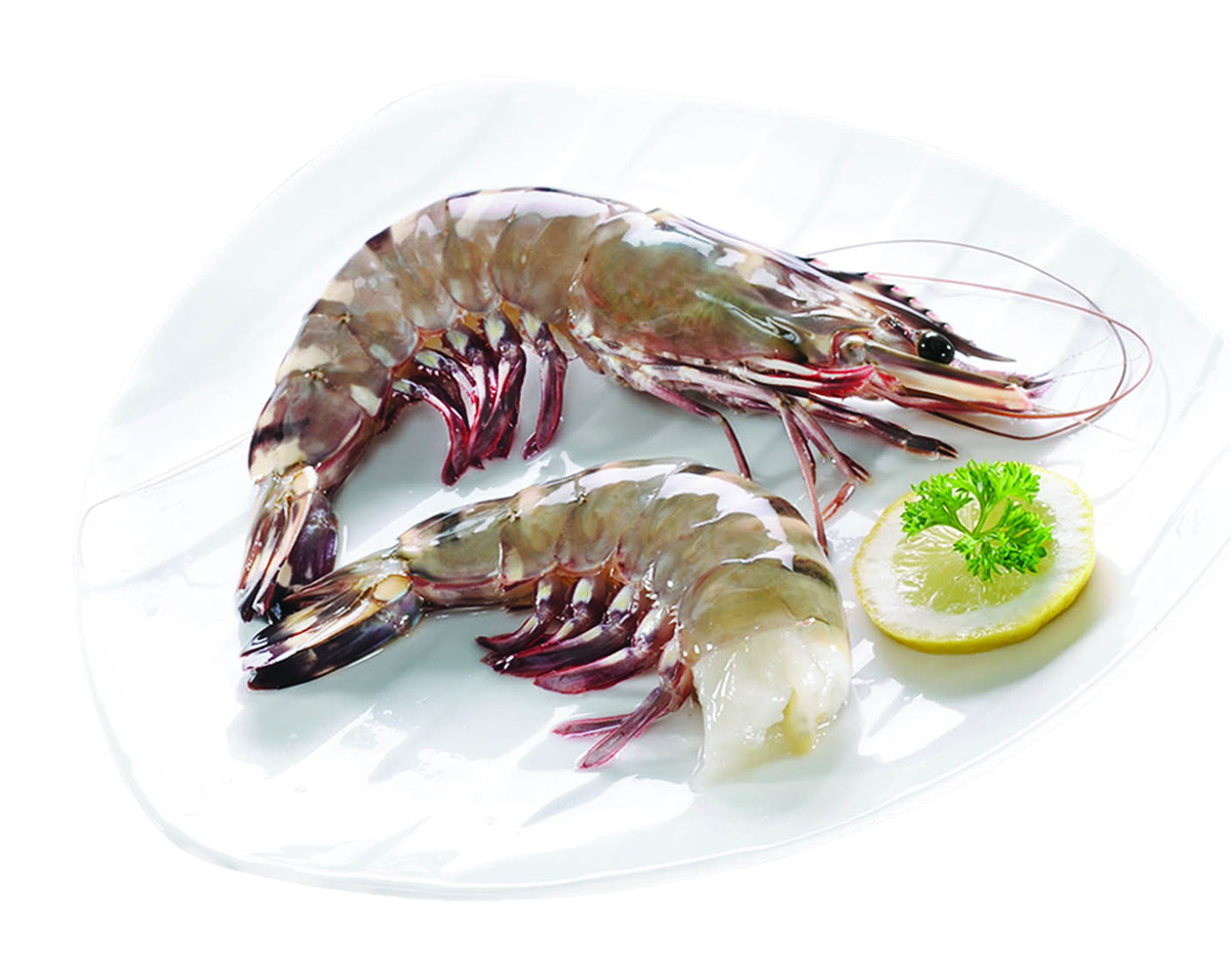 Sea or Ocean Tiger Shrimps