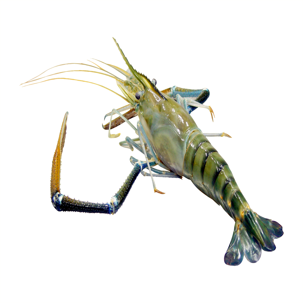 Fresh Water Shrimps